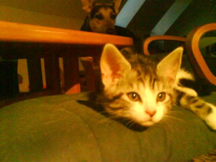 Huskat Alaya - R.I.P. - her er jeg kun 7 uger gammel billede 5