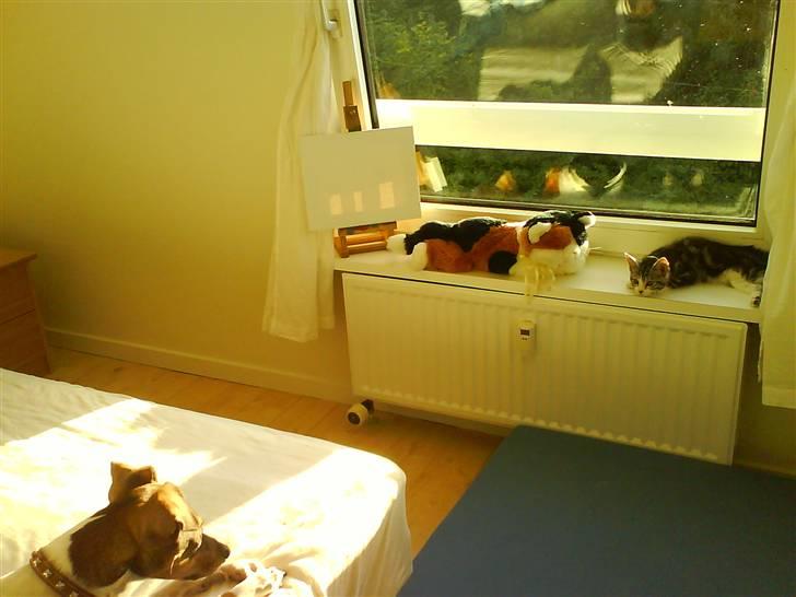Huskat Alaya - R.I.P. - du bliver bare der oscar!!!! billede 6