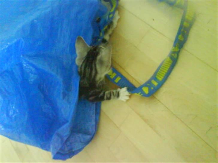 Huskat Alaya - R.I.P. - mor´s ikea taske er stadig bare sååå sjov billede 7