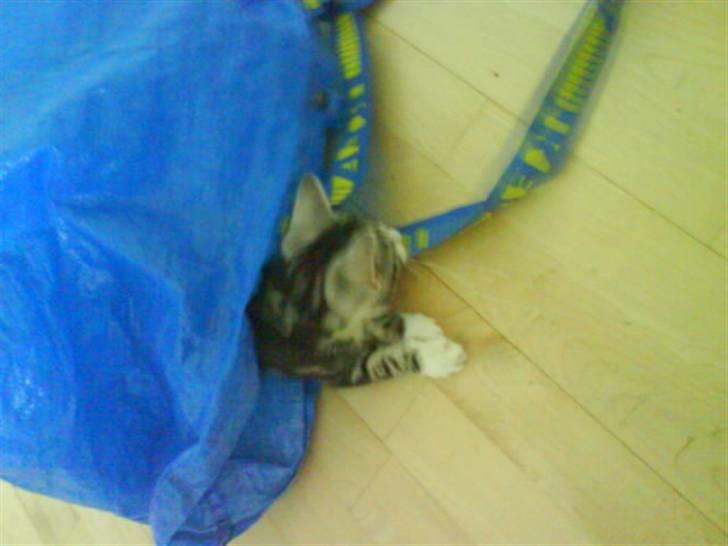 Huskat Alaya - R.I.P. - mor´s ikea taske er bare sååå sjov billede 8