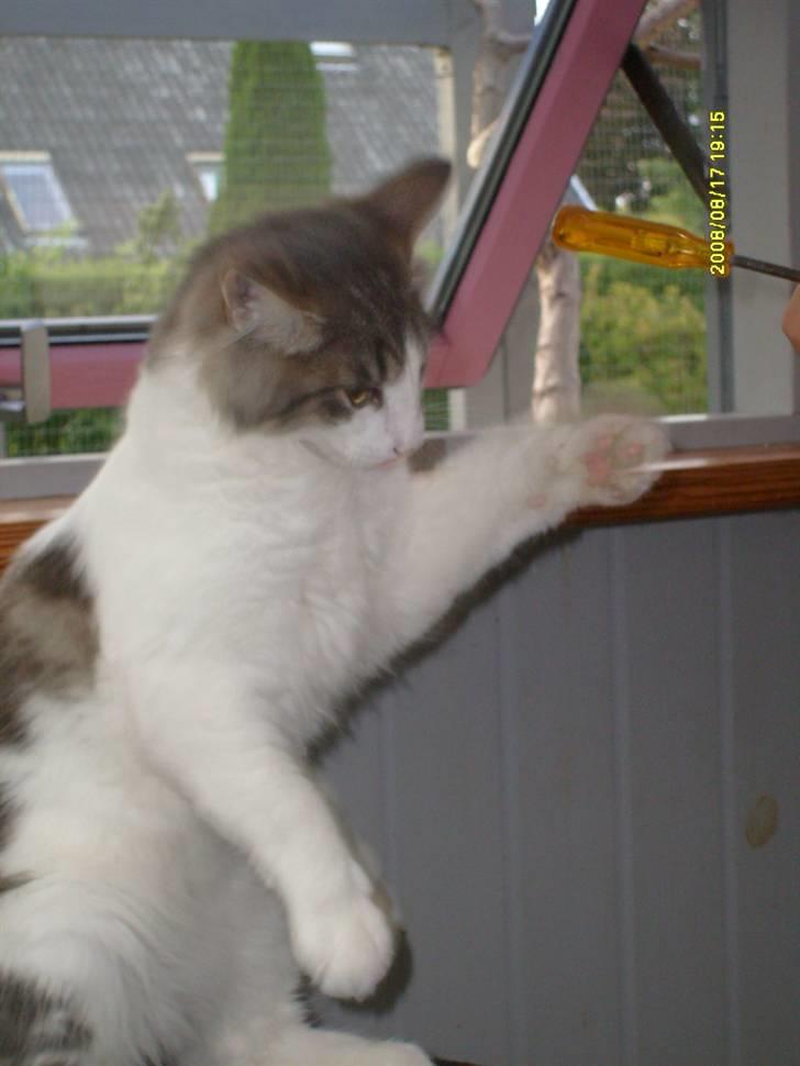 Norsk Skovkat Aksel billede 11