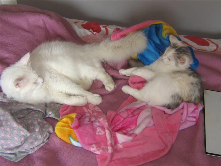 Blanding af racer Alma billede 14