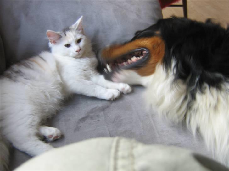 Blanding af racer Alma billede 15