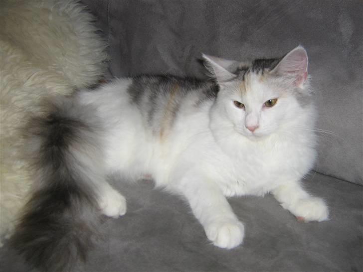 Blanding af racer Alma billede 16