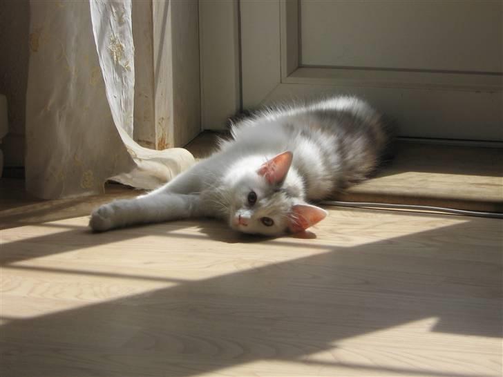 Blanding af racer Alma billede 17