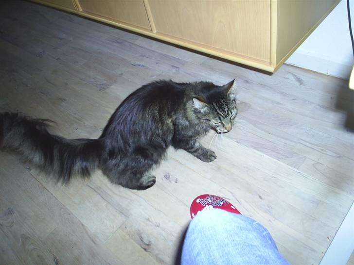 Blanding af racer Milo billede 6