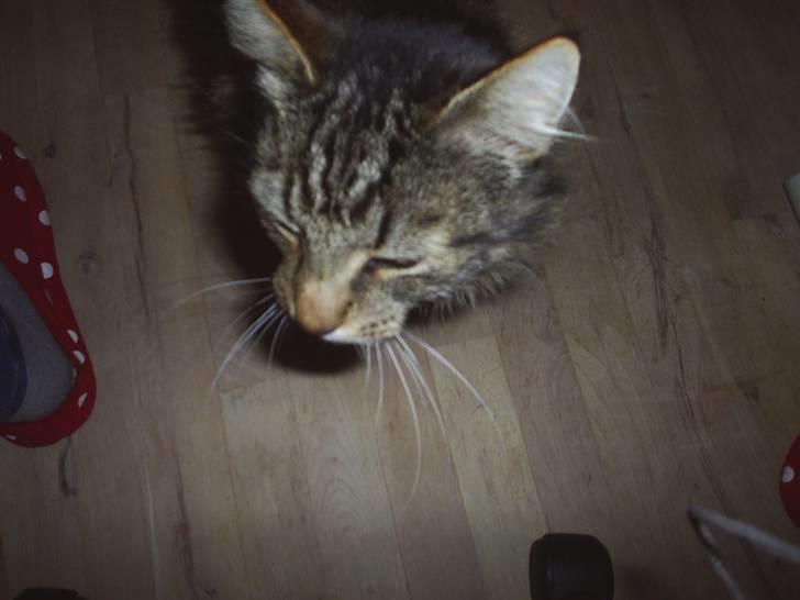 Blanding af racer Milo billede 7