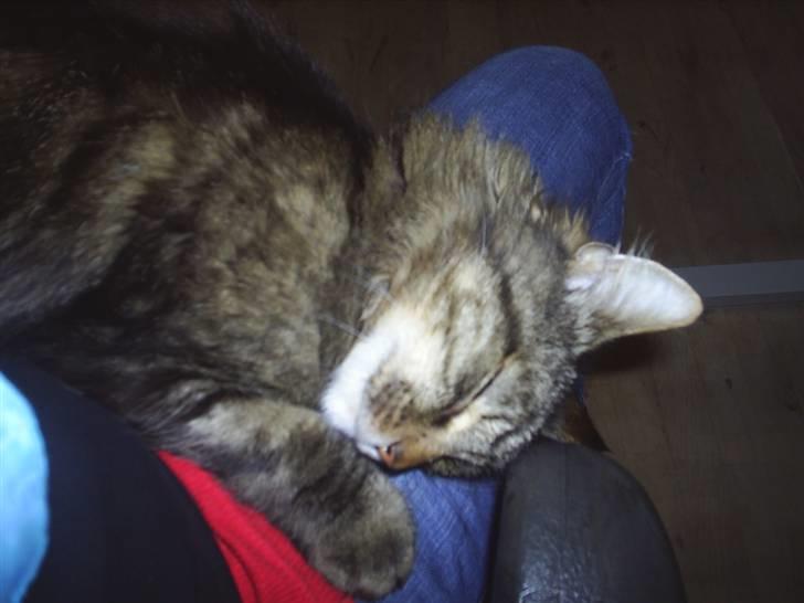 Blanding af racer Milo billede 8