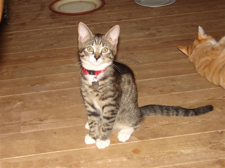 Huskat Sacha - Hvem mig? Nej, nej jeg har da ikke lige været på bordet - hva´snakker du om?? :-)) billede 10