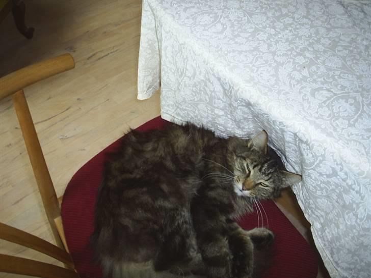 Blanding af racer Milo billede 9