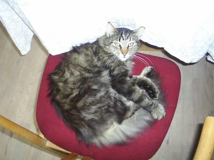 Blanding af racer Milo billede 10