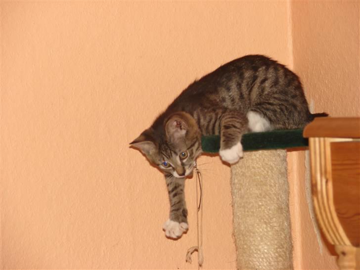 Huskat Sacha billede 11