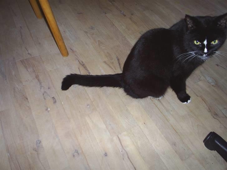 Blanding af racer Batman billede 13