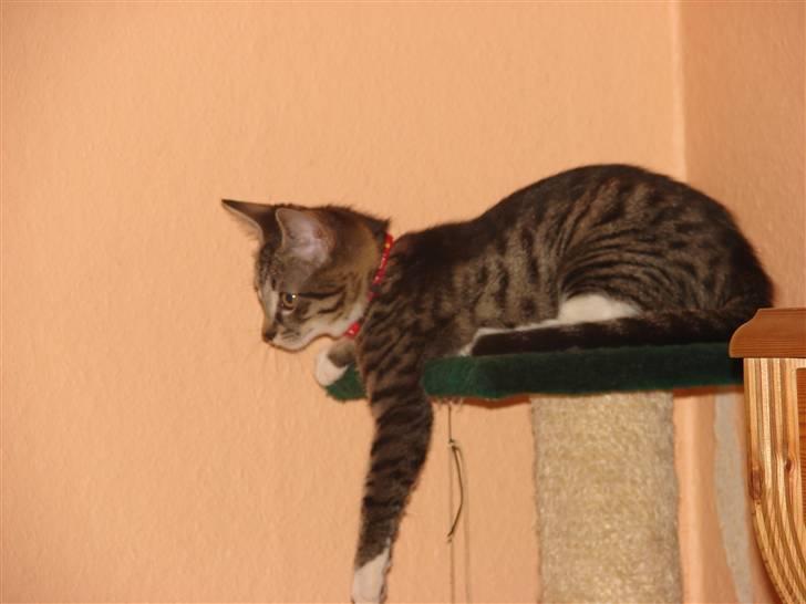 Huskat Sacha billede 12