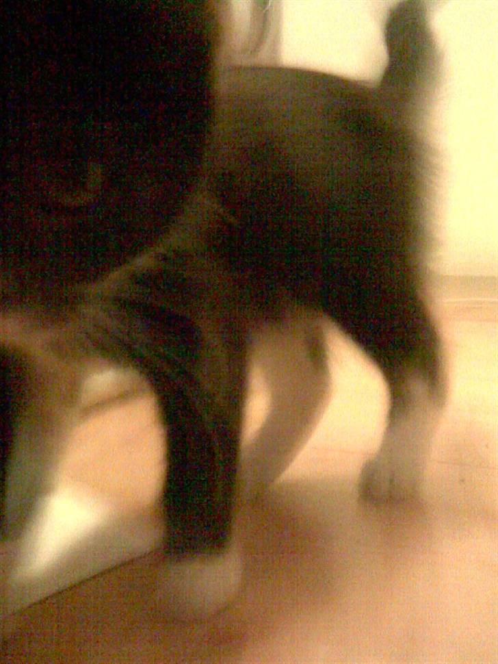Huskat Flicka <3 billede 3