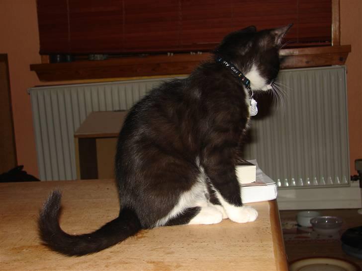 Huskat Sofus - Man har sådan et godt overblik heroppe fra sofabordet.... billede 7