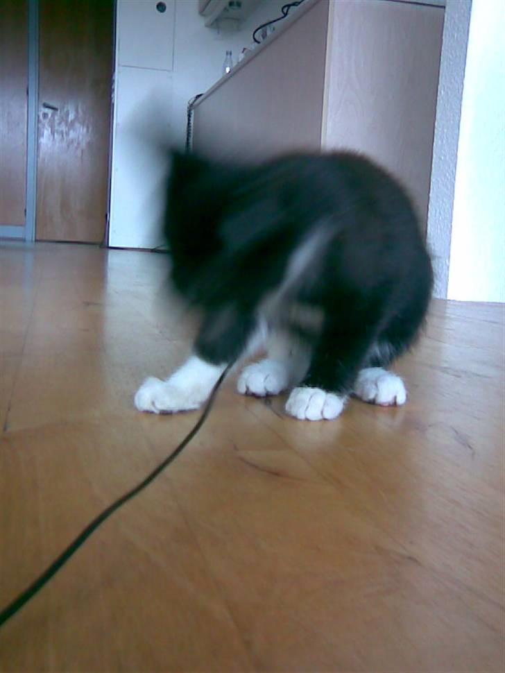 Huskat Flicka <3 - Sorry ! .. Billede ryster lidt :/ billede 5