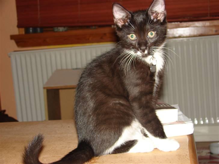 Huskat Sofus - Hva siger du?  Sidder jeg på bordet, øøøøøøh.......... billede 8