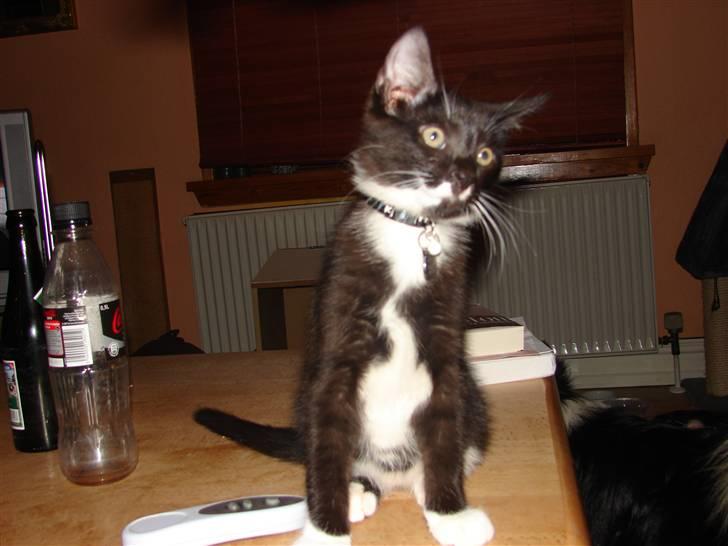 Huskat Sofus - jeg lader bare som om jeg ikke kan høre hvad hun siger..... he he billede 9