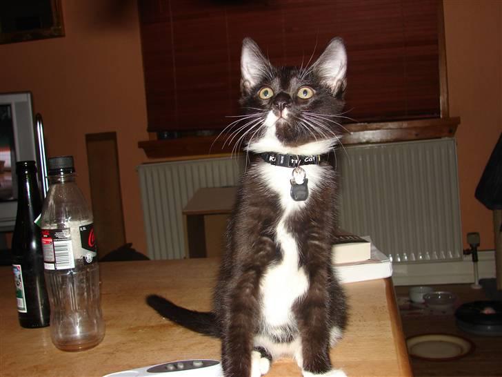 Huskat Sofus - hva´ snakker du til mig???? billede 10