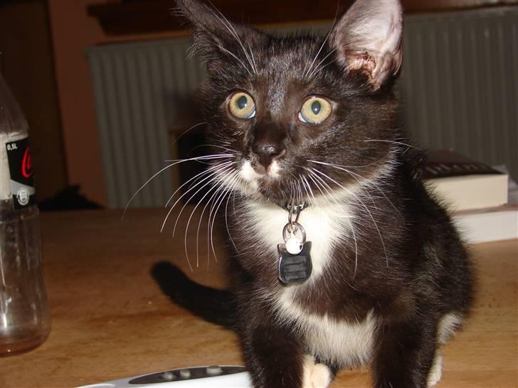 Huskat Sofus - hva´sagde du - må jeg ikke være på bordet? billede 11