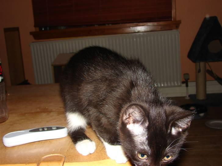 Huskat Sofus - Nå, jeg må ikke være på bordet, det kunne du da bare ha´sagt - ok så hopper jeg da ned igen!! :-) billede 12