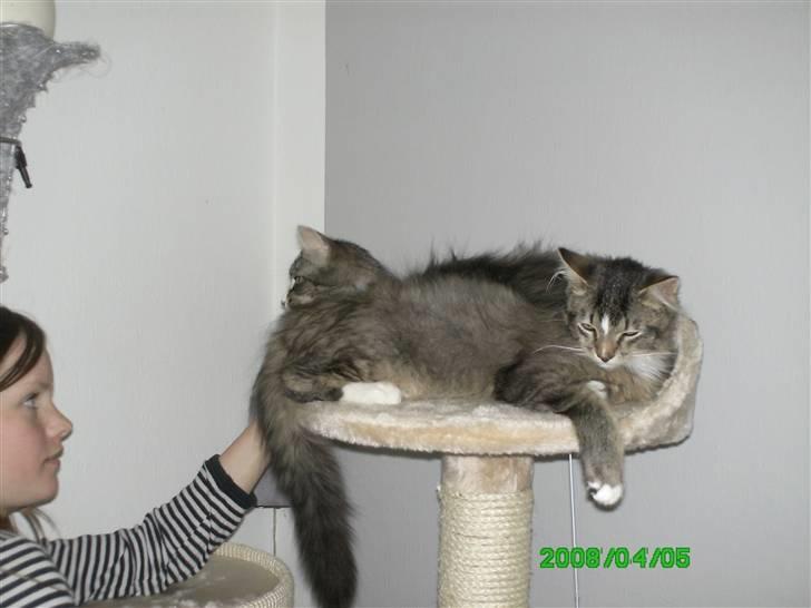 Norsk Skovkat Chap - min kat chap der ligge og sover billede 1