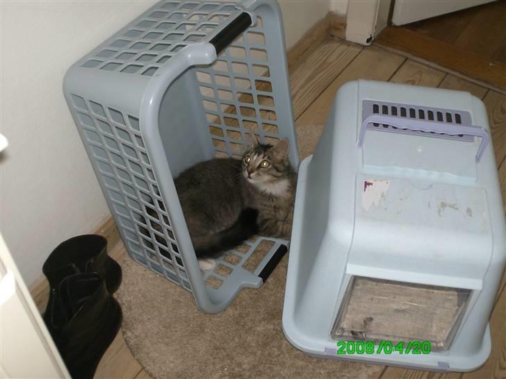 Norsk Skovkat Chap - min kat der ligger i en vaske tøjs kurv. hehe billede 2