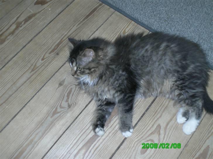 Norsk Skovkat Chap - chap som lille og ligger på noget gulv og sover billede 4