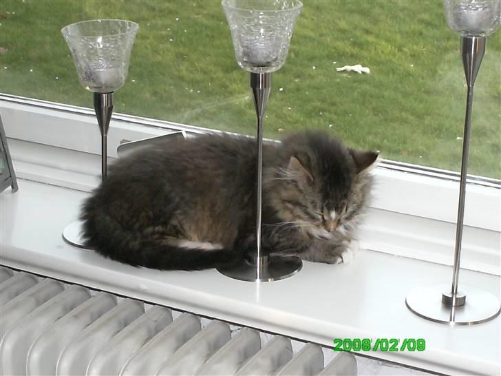 Norsk Skovkat Chap - min kat chap der liggei vinduet, og sover elsker ham billede 5