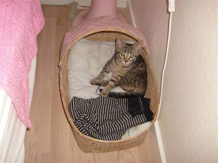 Blanding af racer ((( Bellis ))) - (Belle)  - Her har Bellis fået sin seng. billede 1