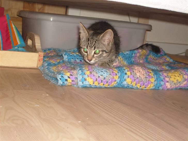 Blanding af racer ((( Bellis ))) - (Belle)  - Bellis har fået sit helt egen tæppe under sengen når hun vil ha fred. billede 2