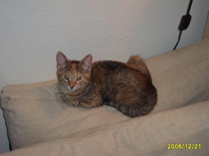 Huskat Middi ( R.I.P) - billede 10 billede 11