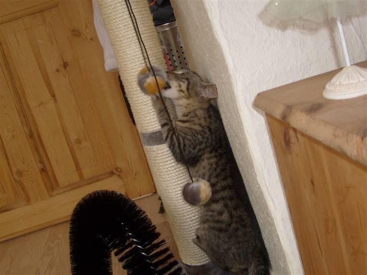 Blanding af racer ((( Bellis ))) - (Belle)  - Bellis med sit kradsetræ. billede 3