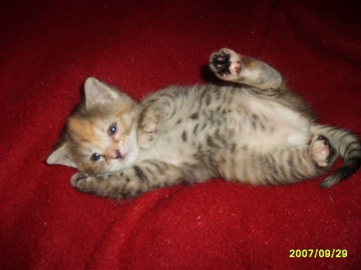 Huskat Middi ( R.I.P) - billede 11af middi som lille billede 12