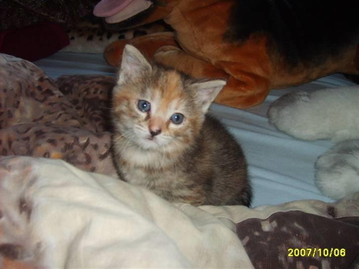 Huskat Middi ( R.I.P) - billede 12 billede 13