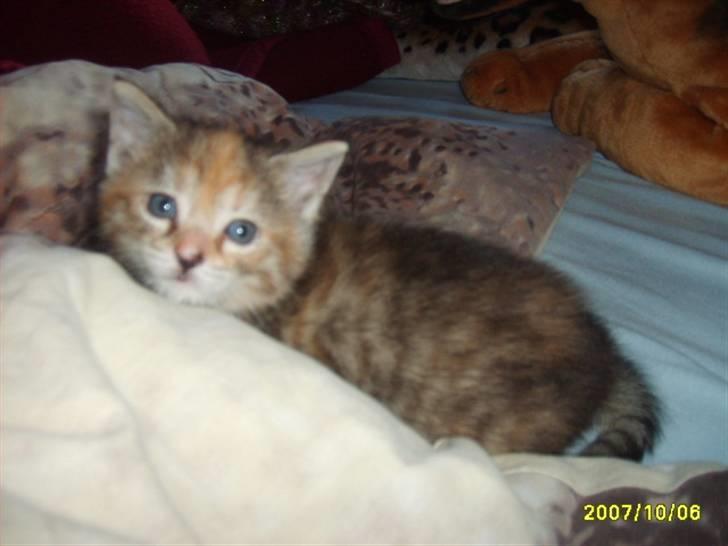 Huskat Middi ( R.I.P) - billede 13 billede 14