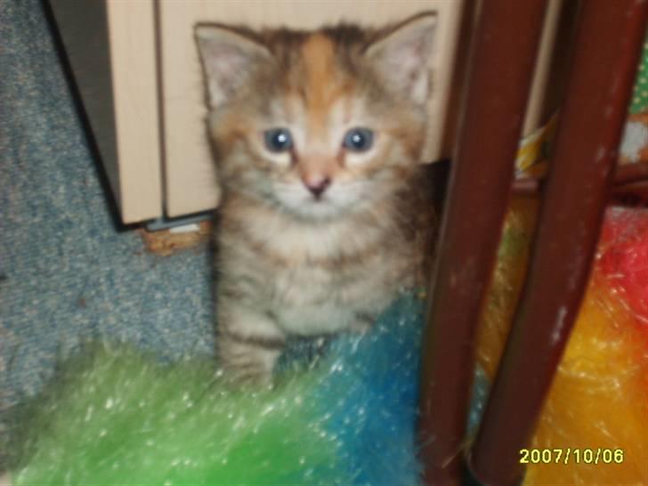 Huskat Middi ( R.I.P) - billede 14 her side jeg billede 15