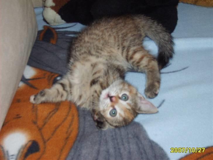 Huskat Middi ( R.I.P) - billede 15 af middi billede 16