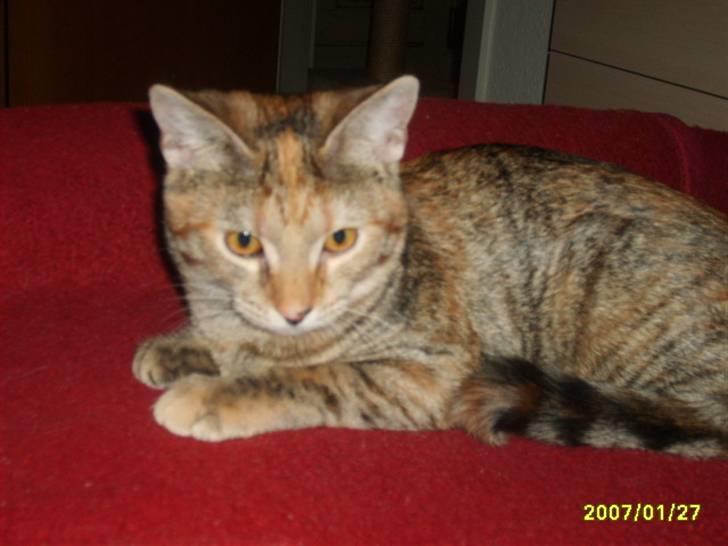 Huskat Middi ( R.I.P) - billede 16 billede 17