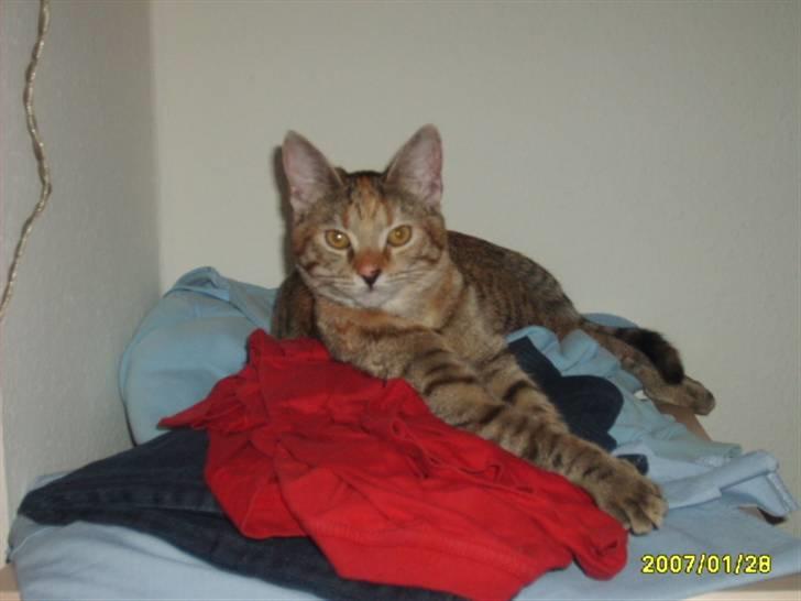 Huskat Middi ( R.I.P) - billede 17  billede 18