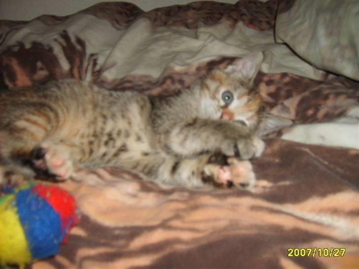 Huskat Middi ( R.I.P) - kan man se middi billede 18 billede 19