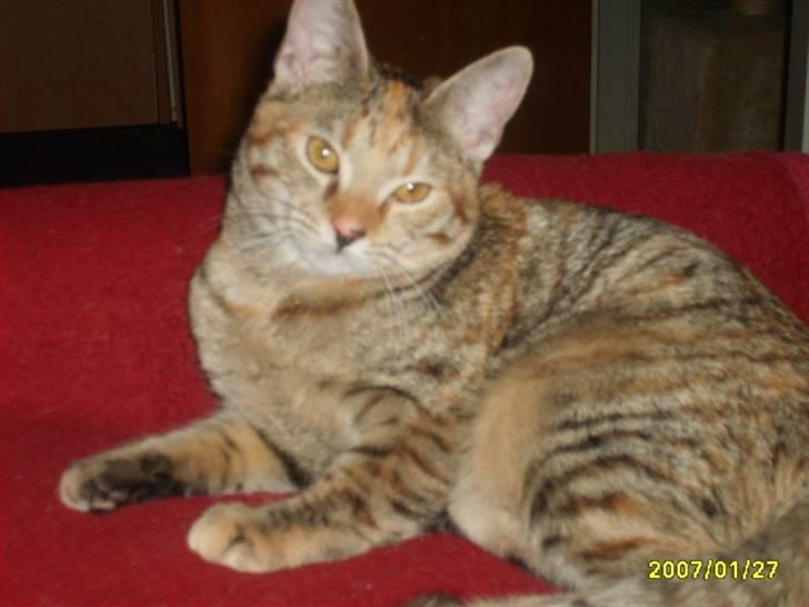 Huskat Middi ( R.I.P) - billede 19 tak for besøgs  billede 20