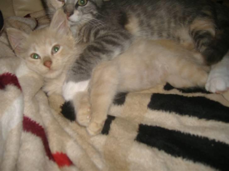 Maine Coon Nero( kejser ) billede 8