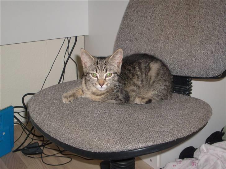 Blanding af racer ((( Bellis ))) - (Belle)  billede 4