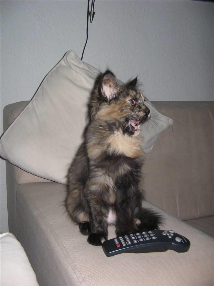 Maine Coon Mille - Se jeg kan også være farlig billede 1