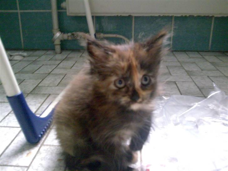 Maine Coon Mille - her er jeg 8 uger billede 2