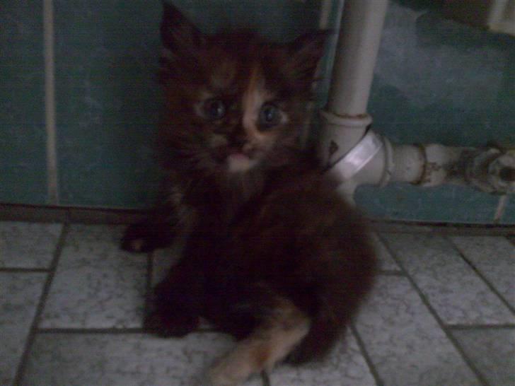 Maine Coon Mille - 6 uger gamle billede 3