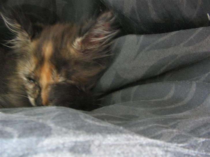 Maine Coon Mille billede 4