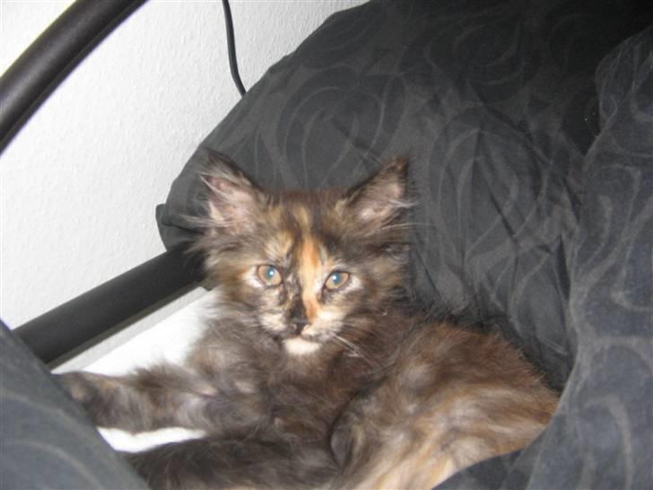 Maine Coon Mille billede 5